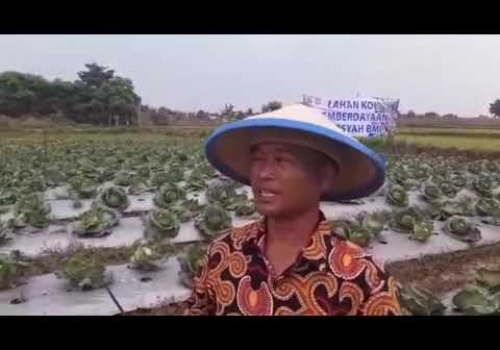 Petani Kol di Dataran Rendah asal Desa Blukbuk Kabupaten Tangerang